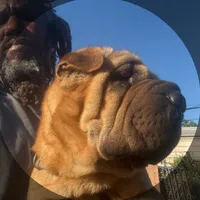 Gully Wash, a male Miniature Shar-Pei for sale in Miami, FL – 5 of 6