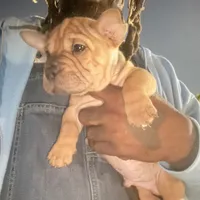 Gully Wash, a male Miniature Shar-Pei for sale in Miami, FL – 2 of 6