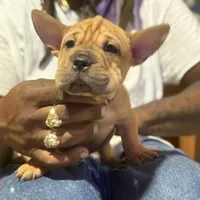 Gully Wash, a male Miniature Shar-Pei for sale in Miami, FL – 1 of 6