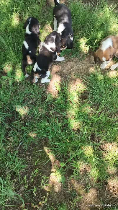 Franz (new video), a male Basset Hound for sale in Gruetli-Laager, TN – 9 of 10