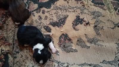 Hank, a male Basset Hound for sale in Gruetli-Laager, TN – 3 of 3