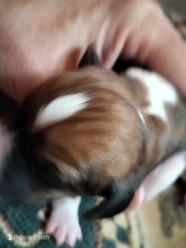 Bobby Hill – Basset Hound puppy on hold in Gruetli Laager, TN