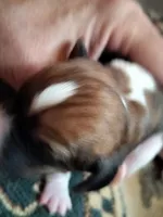 Bobby Hill, a male Basset Hound for sale in Gruetli Laager, TN – 1 of 3