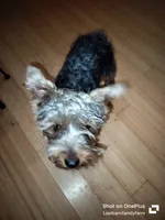 Maxwell, a male Yorkshire Terrier for sale in Gruetli-Laager, TN – Photo 1 of 7