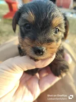 Maxwell, a male Yorkshire Terrier for sale in Gruetli-Laager, TN – Photo 2 of 7