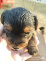 Maxwell, a male Yorkshire Terrier for sale in Gruetli-Laager, TN – Photo 3 of 7