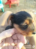 Maxwell, a male Yorkshire Terrier for sale in Gruetli-Laager, TN – Photo 5 of 7