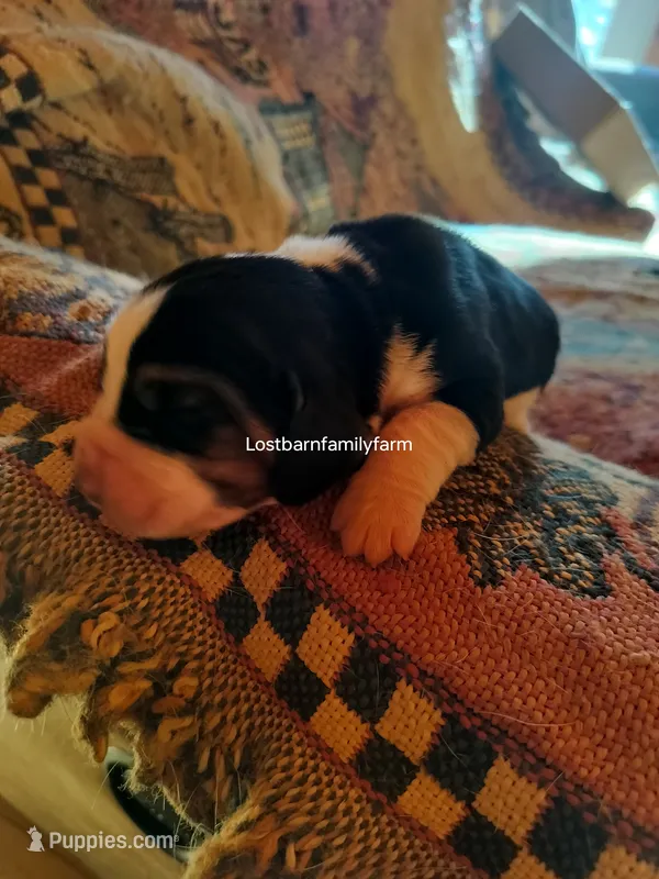 Nancy Hicks-Gribble – Basset Hound puppy for sale in Gruetli Laager, TN