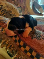 Nancy Hicks-Gribble, a female Basset Hound for sale in Gruetli Laager, TN – 1 of 4