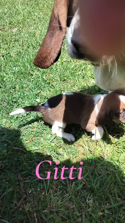 Gitti (video added), a female Basset Hound for sale in Gruetli-Laager, TN – 2 of 8