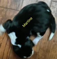 Martine, a female Basset Hound for sale in Gruetli-Laager, TN – Photo 3 of 6