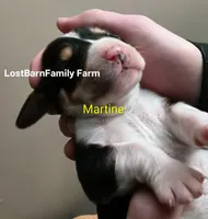 Martine, a female Basset Hound for sale in Gruetli-Laager, TN – Photo 6 of 6