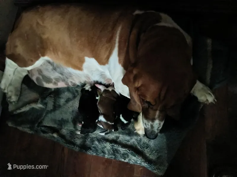 Martine – Basset Hound puppy for sale in Gruetli-Laager, TN