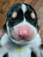 Martine, a female Basset Hound for sale in Gruetli-Laager, TN – Photo 2 of 6