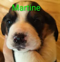 Martine (video added), a female Basset Hound for sale in Gruetli-Laager, TN – 1 of 8