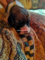 Peggy Hill, a female Basset Hound for sale in Gruetli Laager, TN – 2 of 4