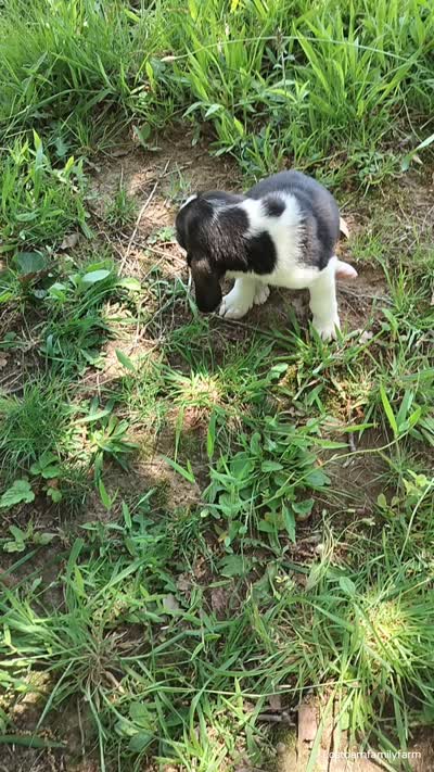 Gitti (new video), a female Basset Hound for sale in Gruetli-Laager, TN – 10 of 10