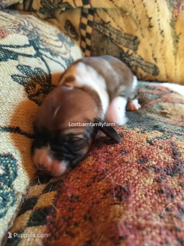 Peggy Hill – Basset Hound puppy for sale in Gruetli Laager, TN