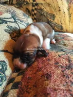 Peggy Hill, a female Basset Hound for sale in Gruetli Laager, TN – 1 of 4