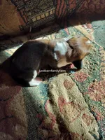 Luanne Platter, a female Basset Hound for sale in Gruetli Laager, TN – 3 of 4