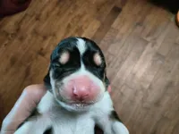 Fritz, a male Basset Hound for sale in Gruetli-Laager, TN – Photo 4 of 7