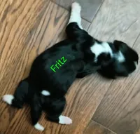 Fritz, a male Basset Hound for sale in Gruetli-Laager, TN – Photo 2 of 7