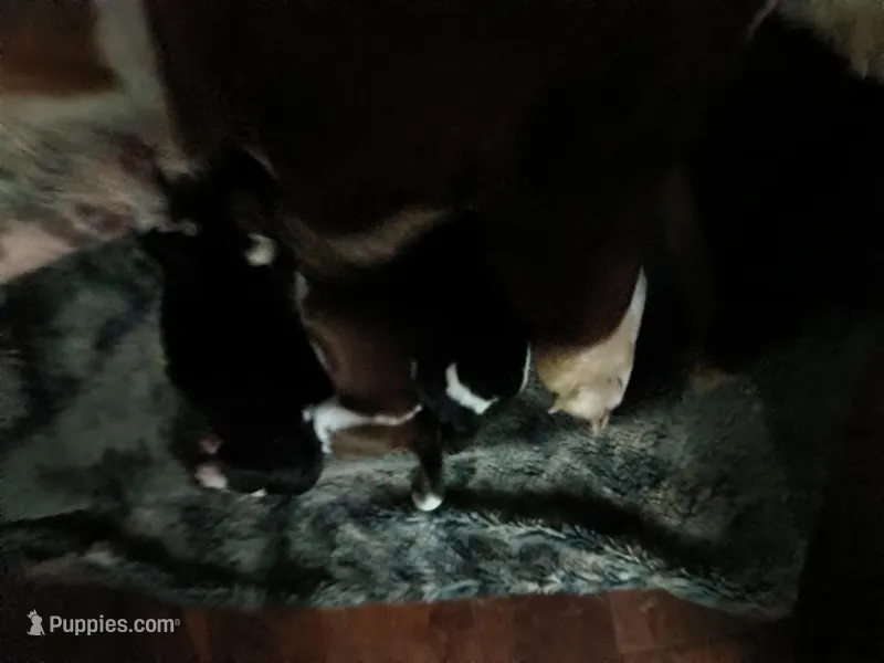 Gomer – Basset Hound puppy for sale in Gruetli-Laager, TN