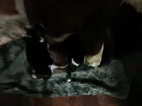 Gomer, a male Basset Hound for sale in Gruetli-Laager, TN – Photo 1 of 3