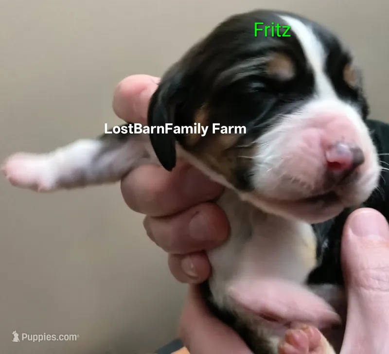 Fritz – Basset Hound puppy for sale in Gruetli-Laager, TN