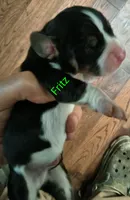 Fritz, a male Basset Hound for sale in Gruetli-Laager, TN – Photo 3 of 7