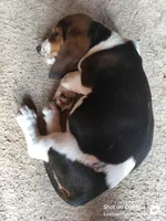 processed/16a37d5d-44b0-46a0-bf85-f59e29effe4c/listing/508056f8-aef1-44a7-9ca5-dec86b27bd52/079cecd8-6e93-4b3c-bf18-f23cf2c5db66