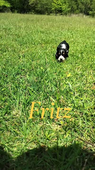 Fritz (video added), a male Basset Hound for sale in Gruetli-Laager, TN – 8 of 8