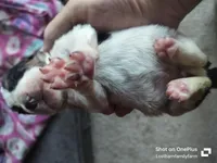 Kirby - updated photos 😌, a male Basset Hound for sale in Gruetli-Laager, TN – Photo 6 of 6