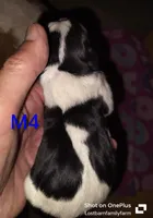 Kirby - updated photos 😌, a male Basset Hound for sale in Gruetli-Laager, TN – Photo 1 of 6