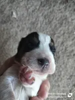 Kirby - updated photos 😌, a male Basset Hound for sale in Gruetli-Laager, TN – Photo 5 of 6