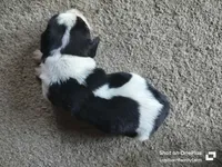 Kirby - updated photos 😌, a male Basset Hound for sale in Gruetli-Laager, TN – Photo 3 of 6