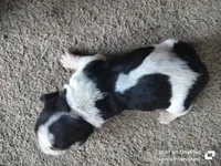 Kirby - updated photos 😌, a male Basset Hound for sale in Gruetli-Laager, TN – Photo 4 of 6