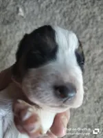 Kirby - updated photos 😌, a male Basset Hound for sale in Gruetli-Laager, TN – Photo 2 of 6