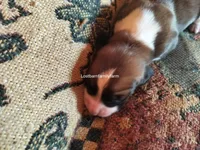 Luanne Platter, a female Basset Hound for sale in Gruetli Laager, TN – 2 of 4