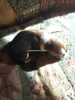 Luanne Platter, a female Basset Hound for sale in Gruetli Laager, TN – 4 of 4