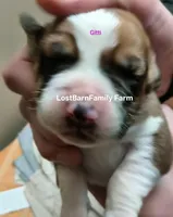 Gitti, a female Basset Hound for sale in Gruetli-Laager, TN – Photo 1 of 6