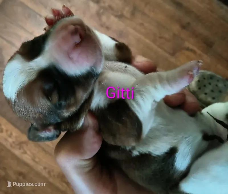 Gitti (video added) – Basset Hound puppy for sale in Gruetli-Laager, TN
