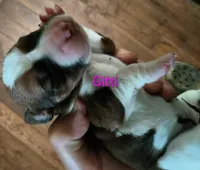 Gitti, a female Basset Hound for sale in Gruetli-Laager, TN – Photo 2 of 6