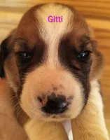 Gitti (video added), a female Basset Hound for sale in Gruetli-Laager, TN – 3 of 8