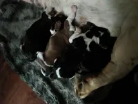 Gitti, a female Basset Hound for sale in Gruetli-Laager, TN – Photo 1 of 3