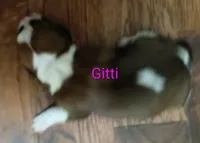 Gitti, a female Basset Hound for sale in Gruetli-Laager, TN – Photo 3 of 6