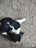 Kimmy (Saddie) - updated 😊, a female Basset Hound for sale in Gruetli-Laager, TN – Photo 5 of 6