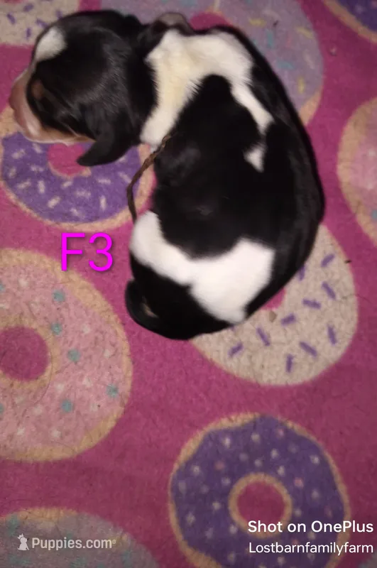 Kimmy (Saddie) - updated 😊