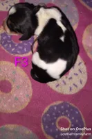 Kimmy (Saddie) - updated 😊, a female Basset Hound for sale in Gruetli-Laager, TN – Photo 1 of 6