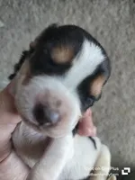 Kimmy (Saddie) - updated 😊, a female Basset Hound for sale in Gruetli-Laager, TN – Photo 4 of 6